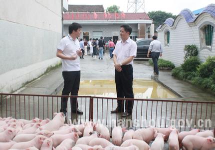 畅谈屠宰场买猪策略