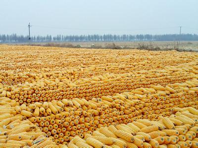 临储政策酝酿全取消：玉米或成下一个试点品种