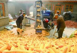 农户惜售加重，玉米上量有所放缓