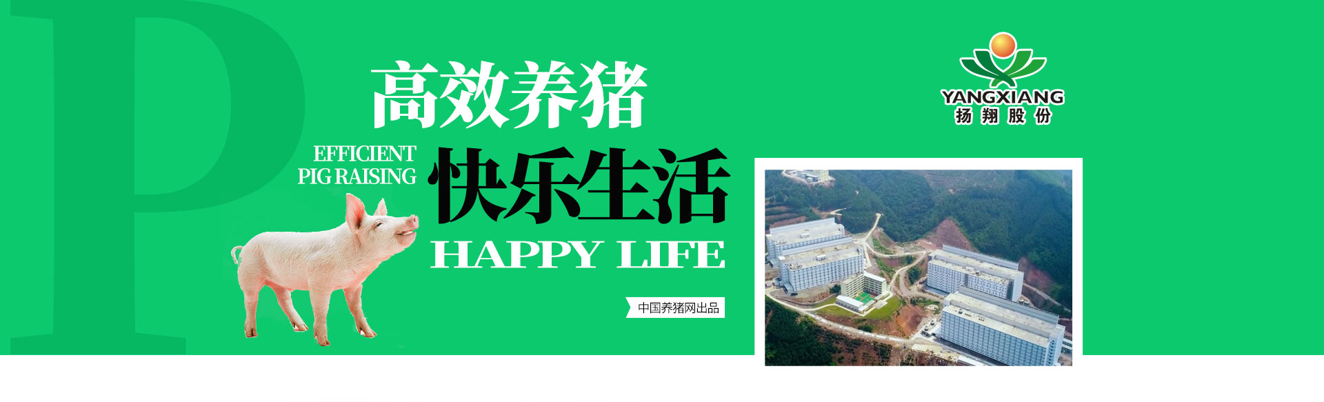 高效养猪  快乐生活