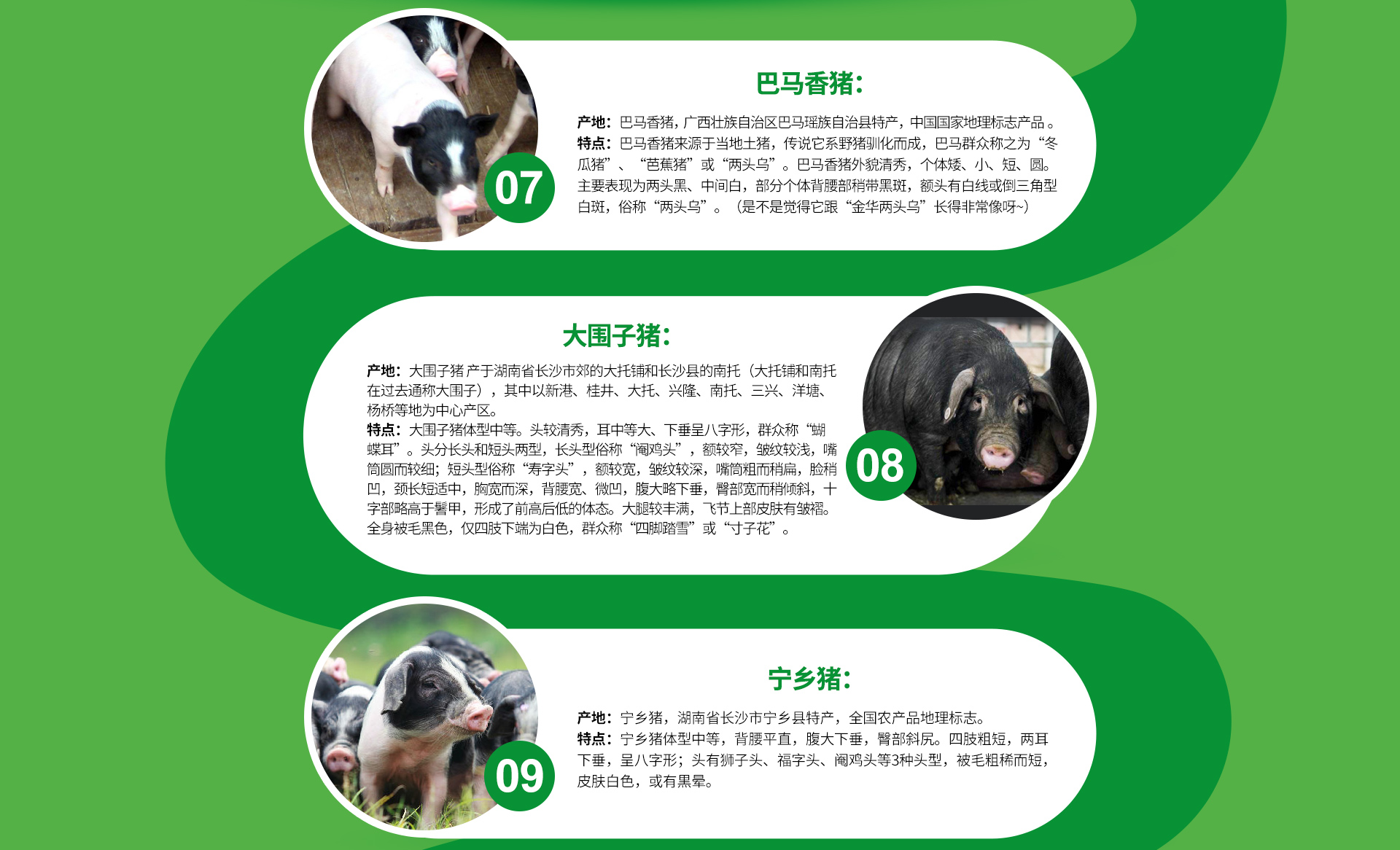 巴马香猪、湖南大围子猪、宁乡猪