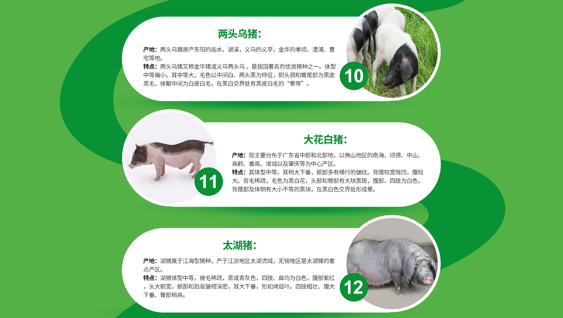 两头乌猪、广东大花白猪、乌金猪