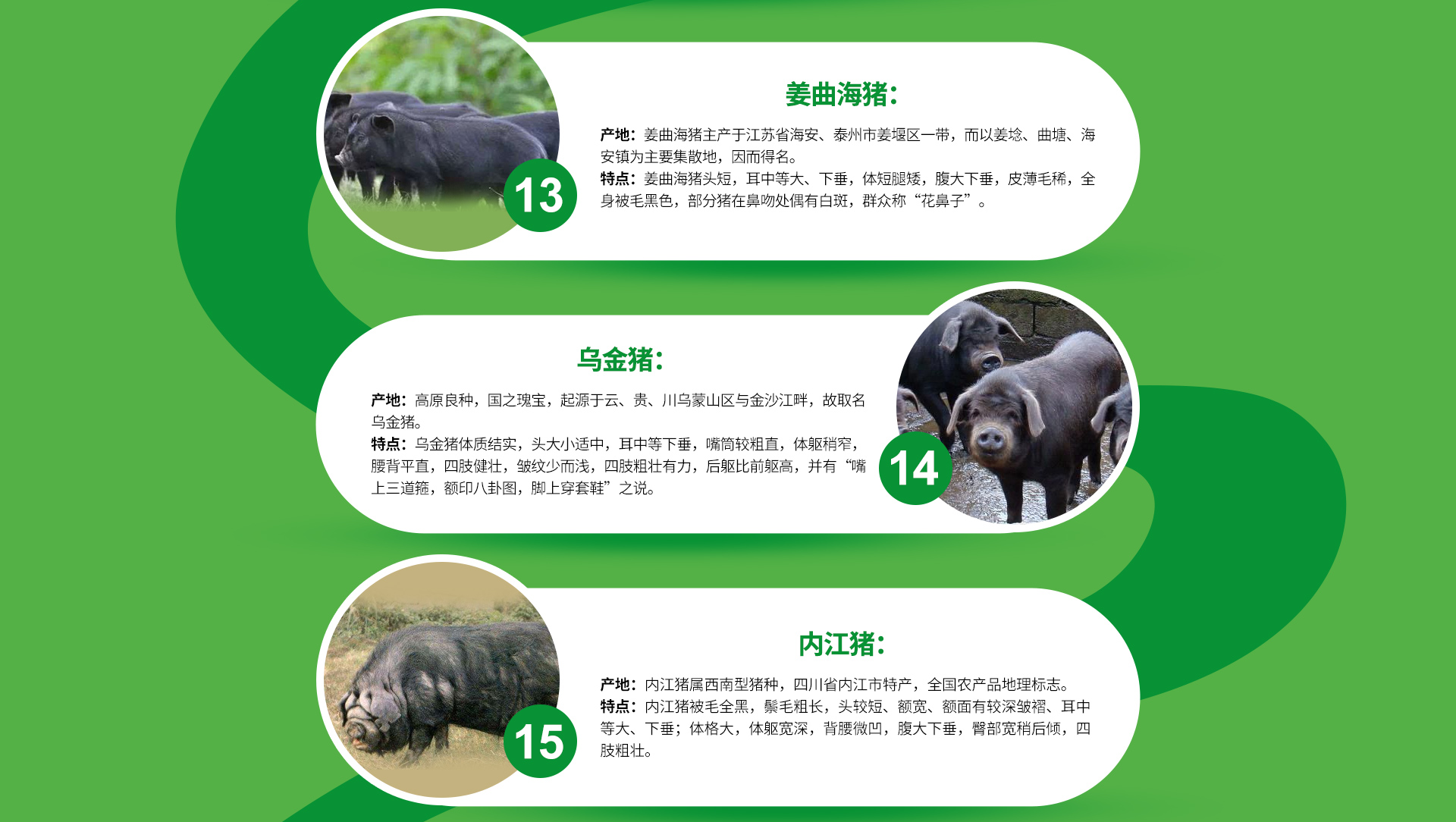 内江猪、荣昌猪、藏猪