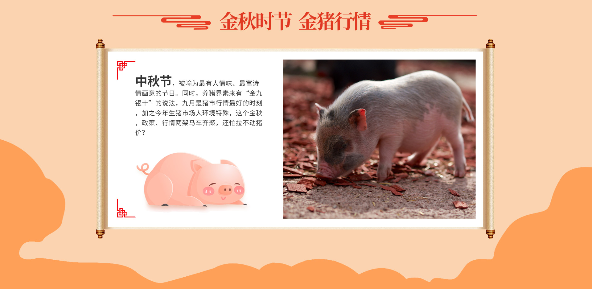金秋时节 金猪行情