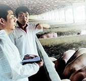 中国电子游艺网站下载安装
,养猪户谈猪价